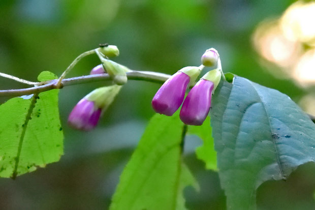 タニジャコウソウの花　惜しい！　一番早い花は、あとわずかで開花しそうなのに...　今日はまだ口をつぐんでいた