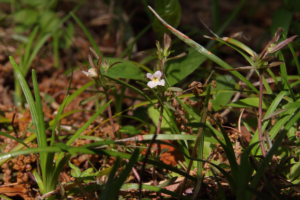 クチナシグサ　(梔子草)　ハマウツボ科 クチナシグサ属　　白色で、わずかに赤みを帯びた花を咲かせる