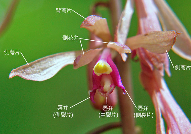 サイハイラン（背萼片、側花弁、側萼片、唇弁、側萼片、中裂片）　2009.06.27　長野県 菅平高原