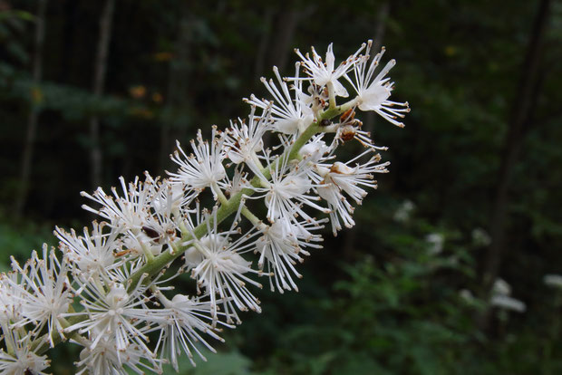 サラシナショウマの花には花柄があります（似た花のイヌショウマにはありません）