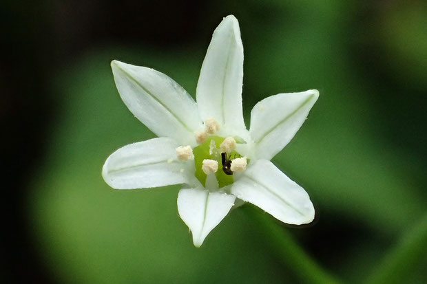 ステゴビルの花の正面　花被片は6個あり、長さは7〜8mm