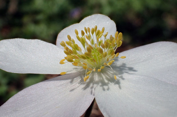 イチリンソウの花の雄しべは多数。　以前数えた花では100個以上ありました