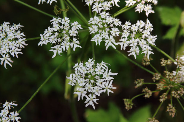 ハナウドの花序の外側の花は大きく、更に外側の１弁が他の４弁より大きいのが特徴