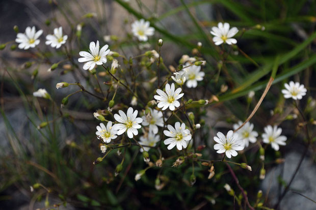 クモマミミナグサ (雲間耳菜草)　ナデシコ科 ミミナグサ属　　咲き残っていた