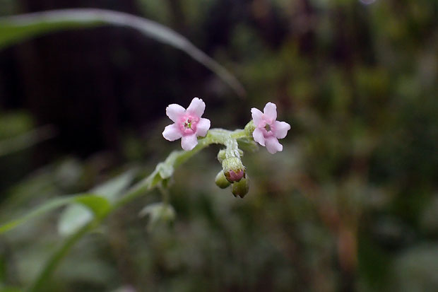 オニルリソウの花　直径4〜5mm　残り花だが咲き始めのためか薄い桃色をしていた