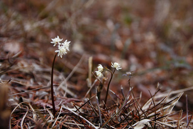 セリバオウレン (芹葉黄蓮)　キンポウゲ科　　2015.02.11　東京都あきる野市