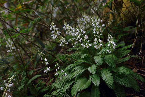 オサバグサ (筬葉草)　ケシ科 オサバグサ属　Pteridophyllum racemosum　　2008.06.14　福島県 帝釈山