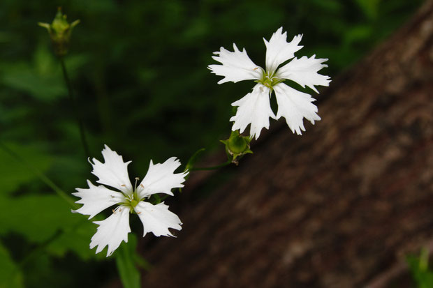 純白で清楚なセンジュガンピの花　　縁が不規則な形に切れ込むのがイイ