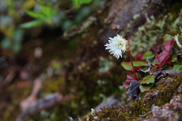 ヒメイワカガミ (姫岩鏡)　Schizocodon licifolius Maxim.