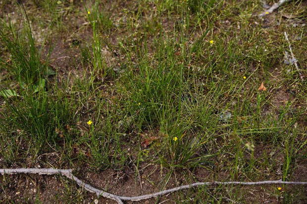 イトキンポウゲ (糸金鳳花)　キンポウゲ科 キンポウゲ属　８花ほど写り込んでいますが...　見えますか？