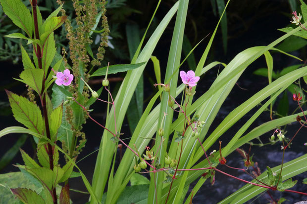 ハクサンフウロ (白山風露)　フウロソウ科 フウロソウ属　　花はほとんど終わっていた