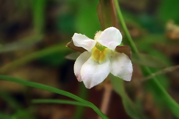 クチナシグサの花　花冠の長さは10mmほど