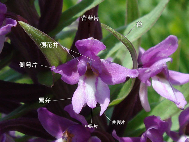 ノビネチドリの花の構造-1（背萼片、側花弁、側萼片、唇弁、苞）