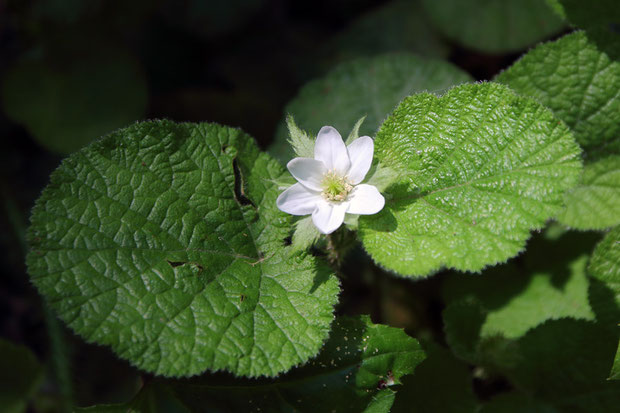 コバノフユイチゴ (小葉の冬苺)　バラ科 キイチゴ属　　通常は5弁花ですが、この花は6弁ありました