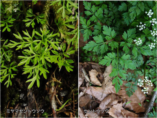 ＃３　ミヤマセントウソウ（左）とセントウソウ（右）の葉の形状比較