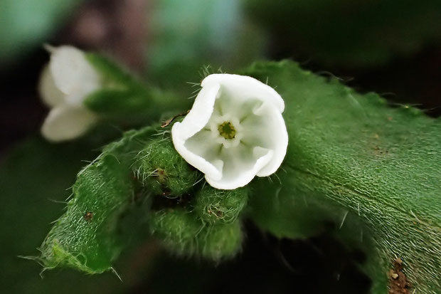 花の喉部まで純白なので、白花で間違いないと思います。　お初でうれしい！