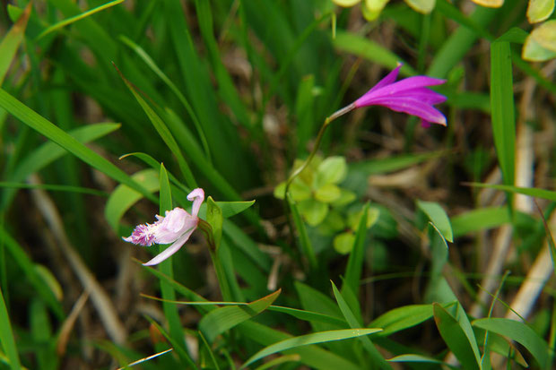 　トキソウとサワラン