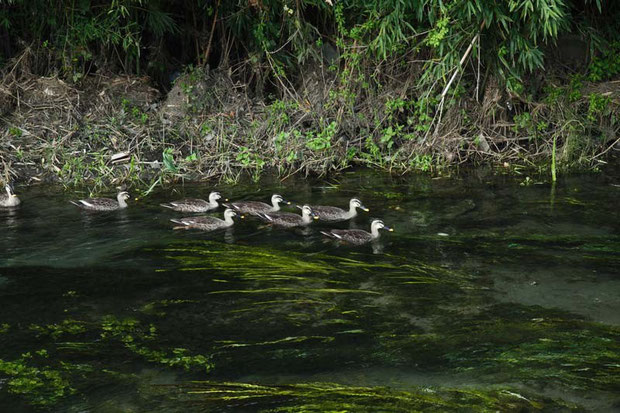 この川の水は驚くほど澄んでいます。水鳥たちもゆったりと。