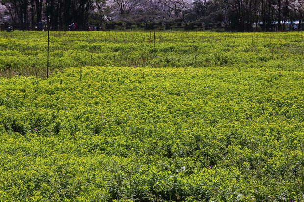 この場所で一番優勢な植物は、ノウルシです。　準絶滅危惧の植物ですが、数は圧倒的です