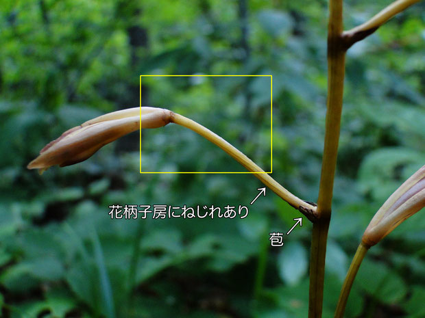 ＃６　ホクリクムヨウランの花柄子房は180°のねじれがあった