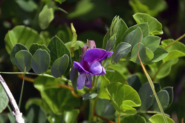 ハマエンドウ (浜豌豆)　マメ科 レンリソウ属　　花はあまり多くありませんでした