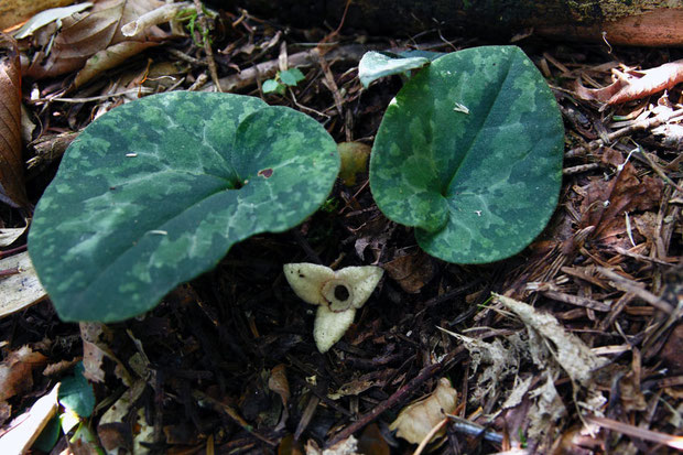 正体不明のAsarum。　花は白色に近く、萼裂片は三角形。　葉はカンアオイに似ている。