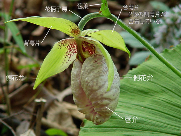 クマガイソウの花の構造（背萼片、側花弁、合萼片、唇弁、花柄子房、苞葉）　2004.04.17　埼玉県