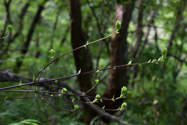 ハンカイシオガマ　　茎が大きく傾いてしまった株にも、たくさん蕾をつけていた