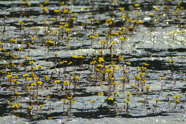 イヌタヌキモ　　池全体では、おそらく万の単位で花が咲いているのではないだろうか