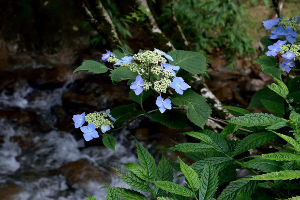 エゾアジサイ (蝦夷紫陽花)　　アジサイ科 アジサイ属