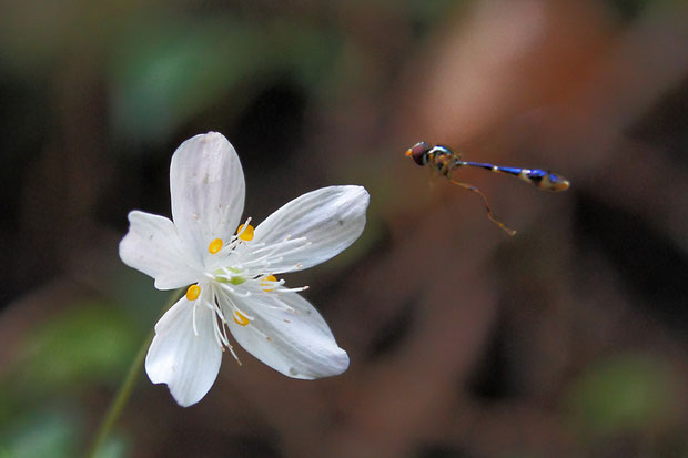 シロカネソウに　ブルー・メタリックの美しい昆虫が来ていた