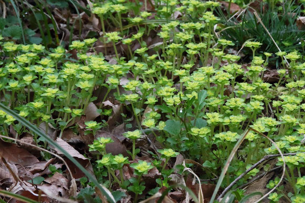 別の場所で近づけるところがあった。　やはりネコノメソウだった。　見えにくいが茎葉は対生しています3