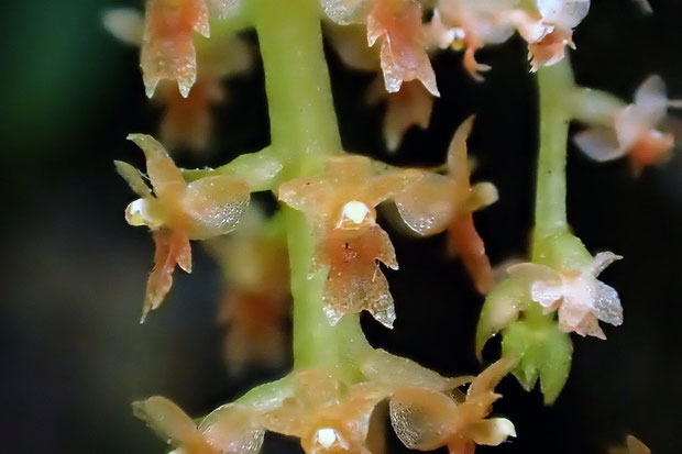 ヨウラクランの花　　極小の花でも、ちゃんと3個の萼片・2個の側花弁と唇弁があります