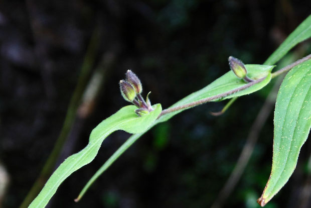 開花にはまだ少し間があるようだ