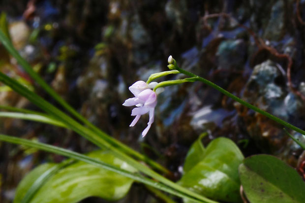 コアニチドリの花の側面