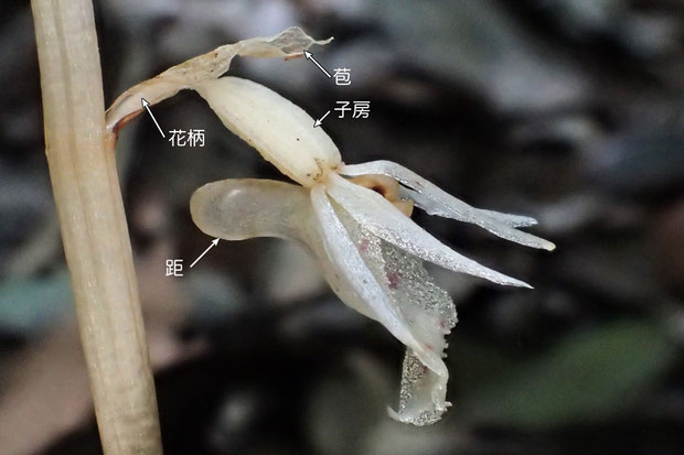 タシロランの花の構造　花の側面より（距、子房、花柄、苞）