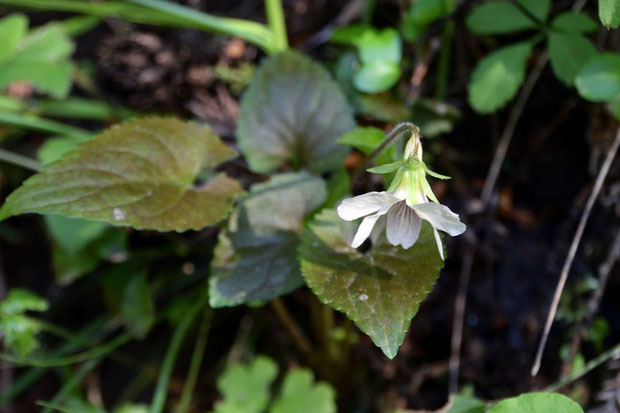 タカオスミレ　　この個体は葉の茶褐色が薄めかな