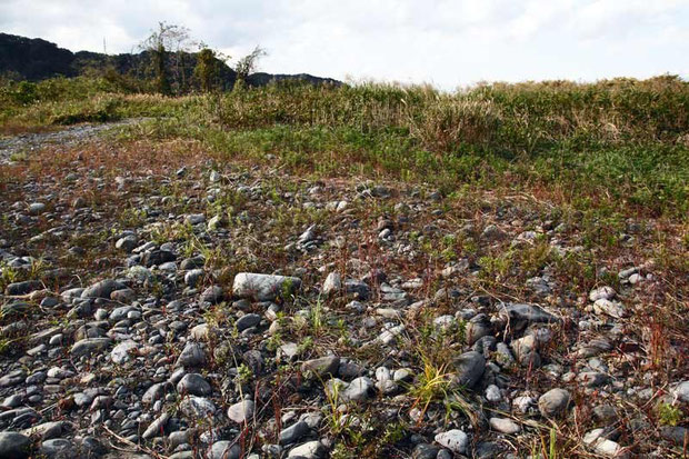 カワラノギク自生地　2012年10月の河原の状態