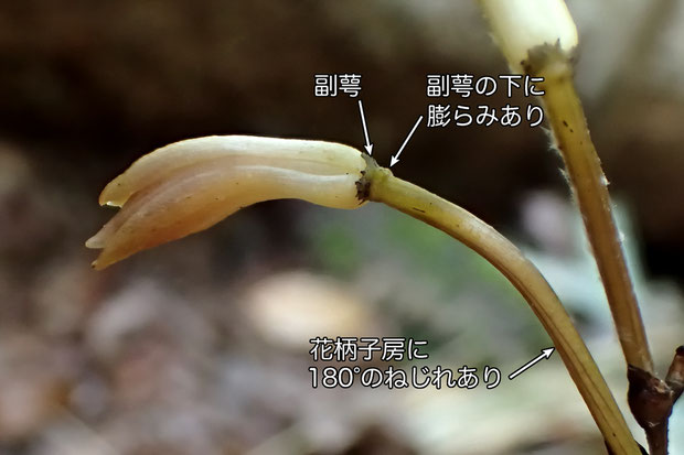 ＃９　エンシュウムヨウランの花の側面　　副萼の下に膨らみがある