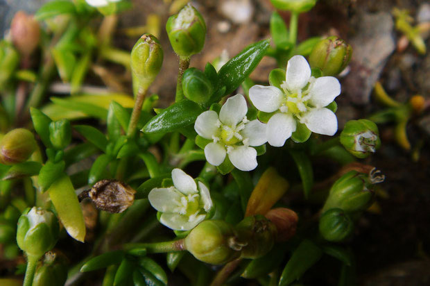 ハマツメクサ (浜爪草)　ナデシコ科 ツメクサ属　　花の径は5mm程度