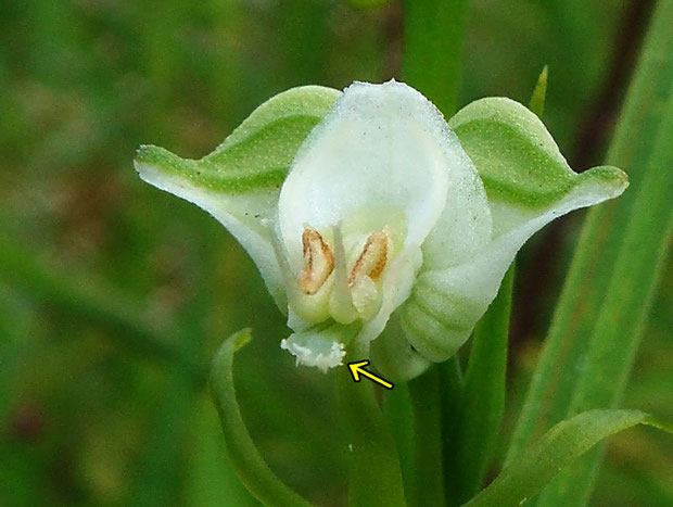 柱頭に花粉のようなものをつけた花