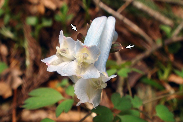 ＃５　花の両脇から、オトメエンゴサクの全縁の苞が見えます