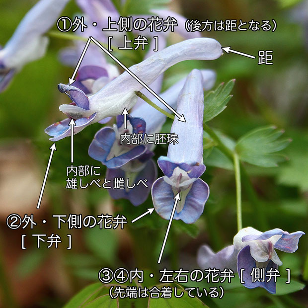 ＃１５　ヤマエンゴサクの花のつくり　　花弁は4個