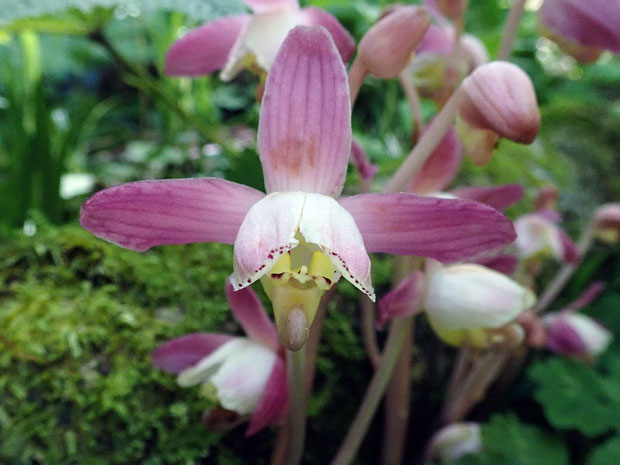 ショウキランの花　　久しぶりにフレッシュな姿を見ることができた