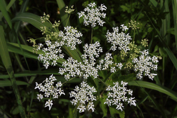 ハナウドの、大きな複散形花序。　まるで夜空の花火のよう・・でもないか。