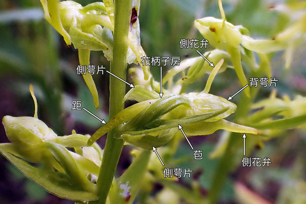 ＃６　タカネサギソウの花の各部の名称−花の側面　　2015.07.19　長野県