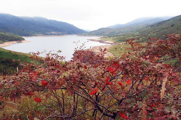 野反湖の花の季節は終わりを迎え、紅葉が始まり、ナナカマドの実も鮮やかになった。　2008.09.28