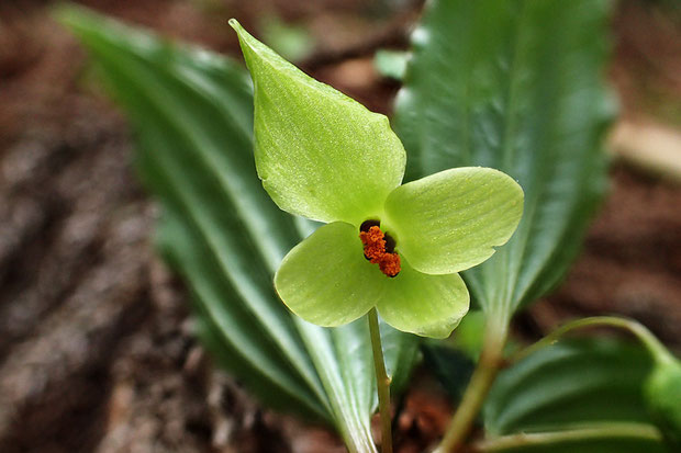 ナベワリの花　　不思議な形です