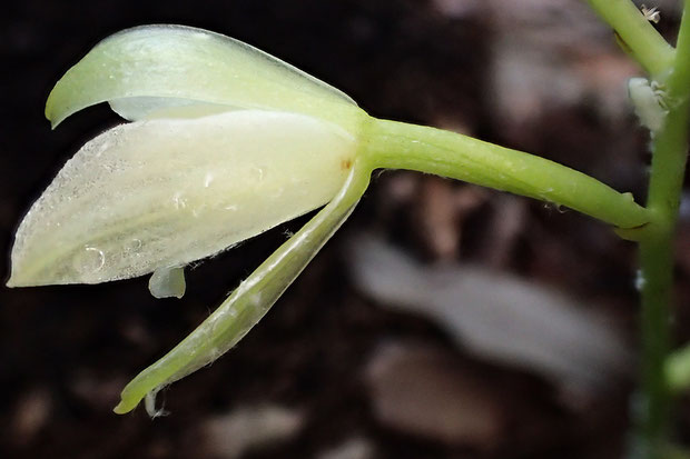 サガミランの花の側面　　花柄子房が180°ねじれて唇弁を下側にする「標準タイプ」