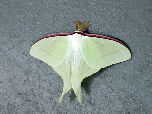 ヤママユガ科 野山に自然に咲く花のページ